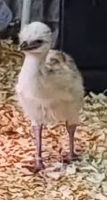 Blonde Male Emu Chick - B-10-White0000111