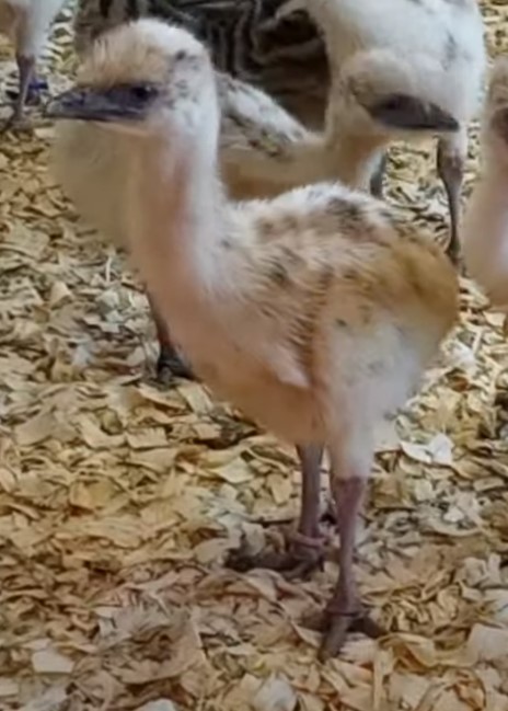 Blonde Male Emu Chick - B-11-Mauve015