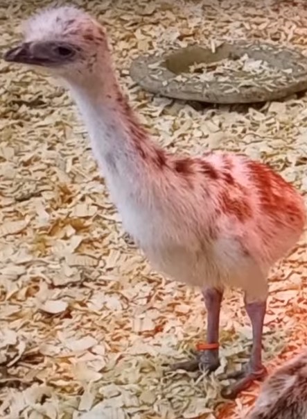 Blonde Male Emu Chick - B-12-Orange020