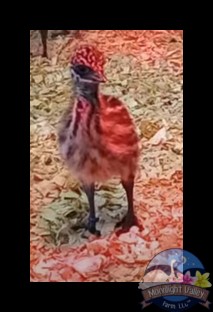 Standard Male Emu Chick - B-8-Dkblue017