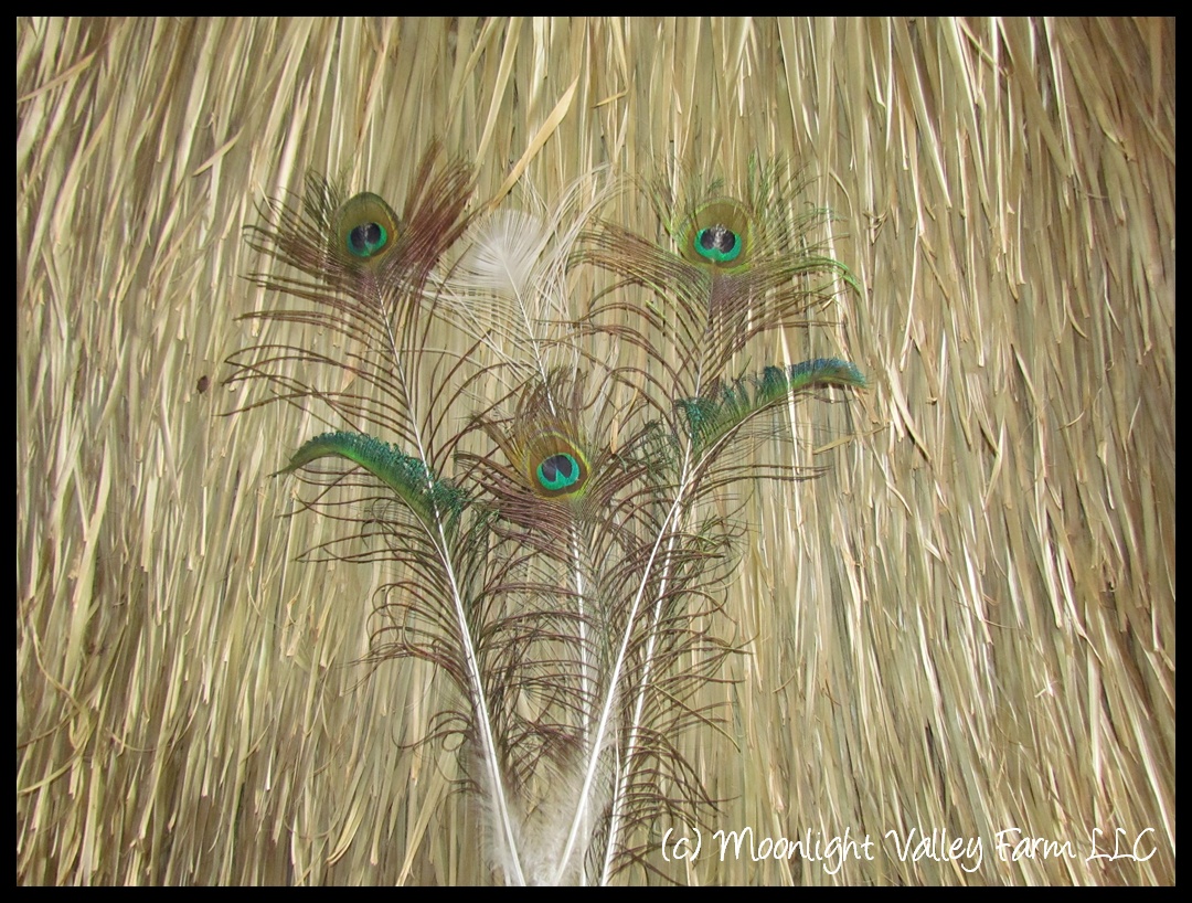 6 Assorted Peacock Tail Feathers - Click Image to Close