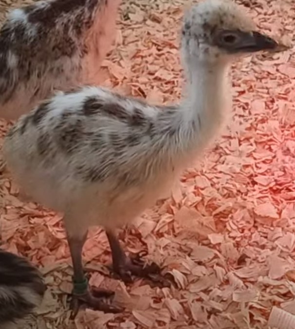 Blonde Female Emu Chick - D-10-Green00071