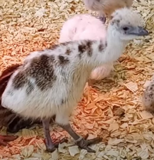 Blonde Male Emu Chick - D-11-White0000108