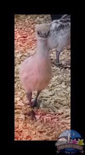 Blonde Male Emu Chick - D-6-Yellow0072