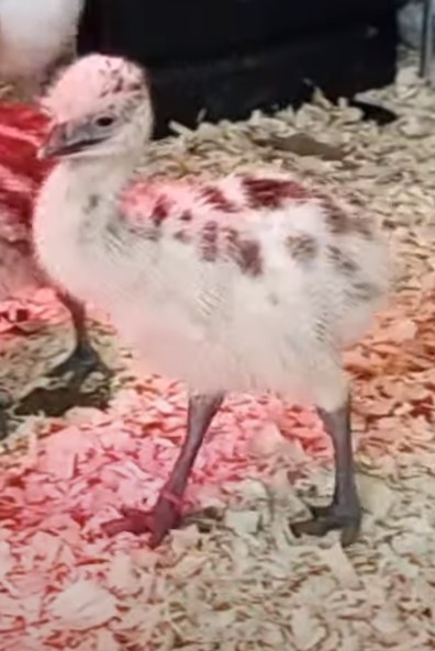 Blonde Female Emu Chick - D-7-Pink009