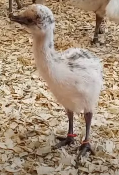 Blonde Female Emu Chick - D-9-Orange016