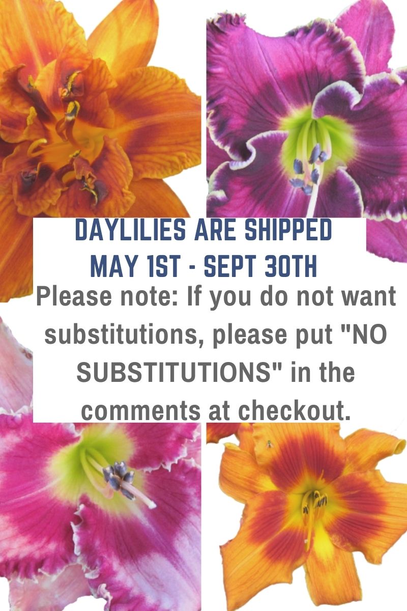 Daylilies