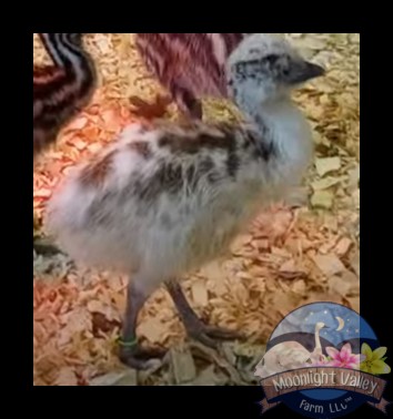 Blonde Male Emu Chick - G-3-Lime021