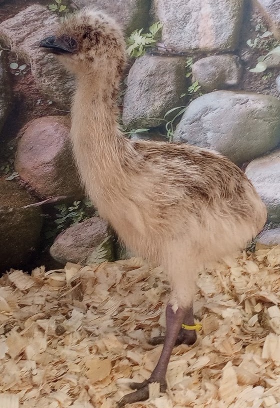 Blonde Female Emu Chick - L-11-Yellow009
