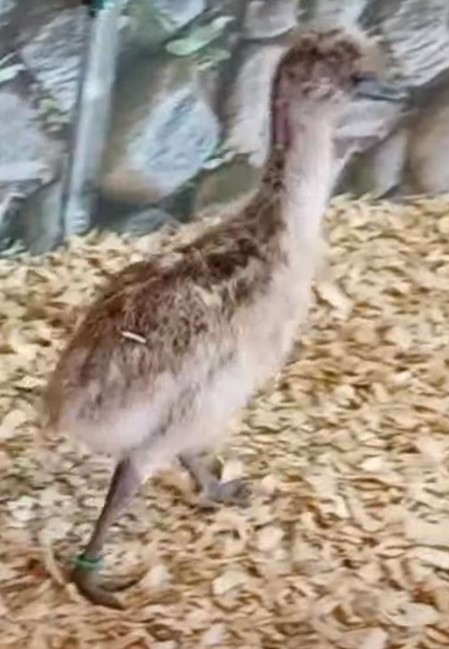 Blonde Female Emu Chick - L-12-Green014