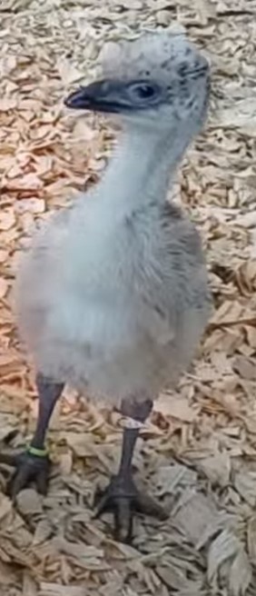 Blonde Female Emu Chick - L-13-Lime021