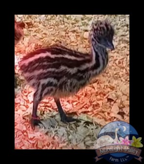 Standard Male Emu Chick - L-7-Pink007