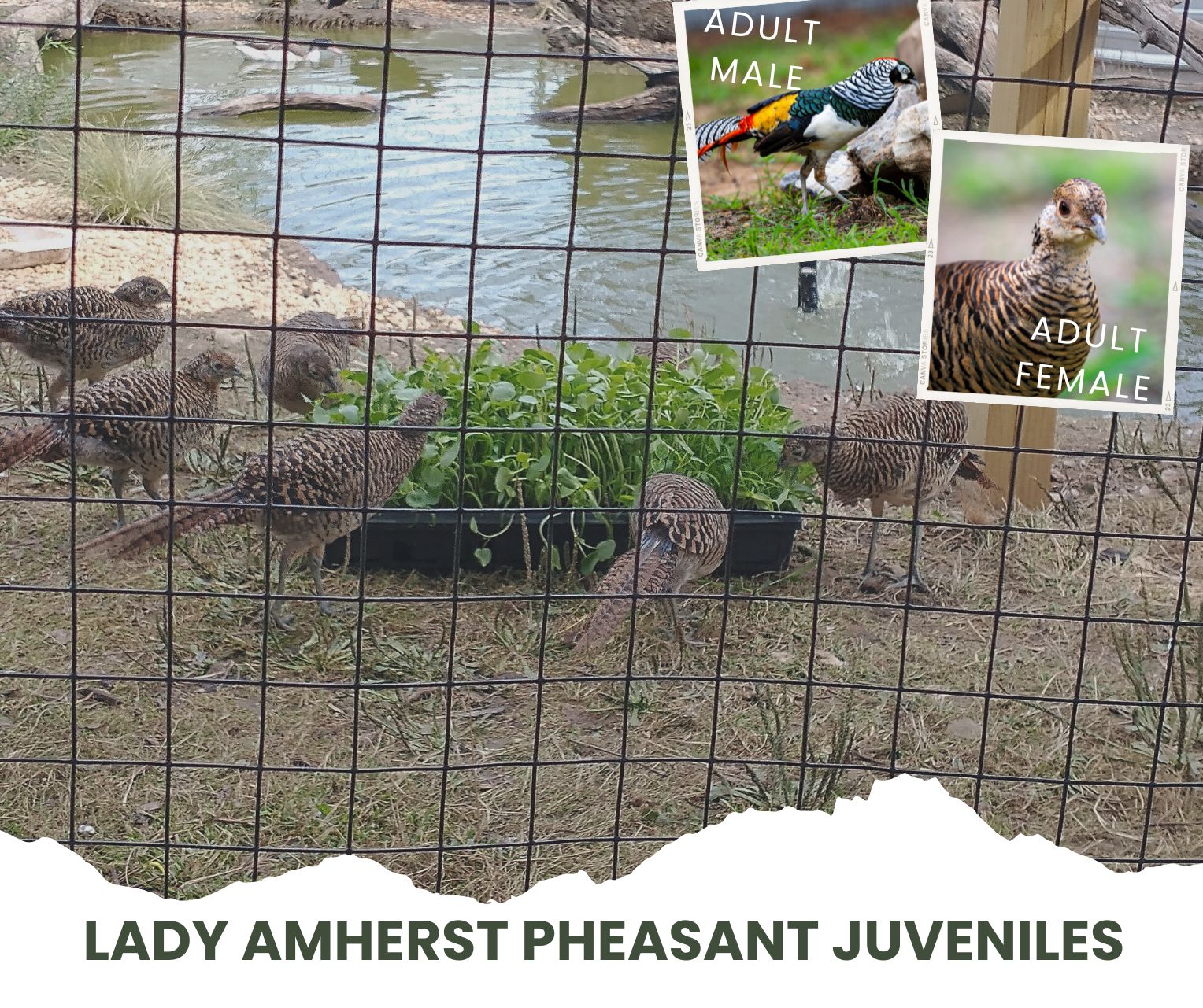 Lady Amherst Pheasant - Juvenile Male & Female Unrelated Pair - Click Image to Close