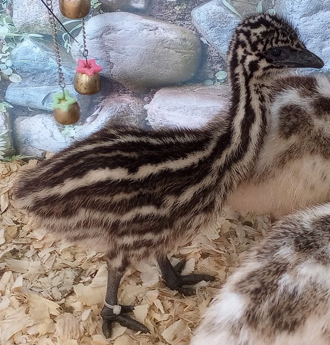 Standard Male Emu Chick - M-10-White00109