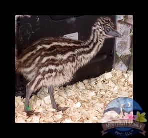 Standard Female Emu Chick - M-6-Green013