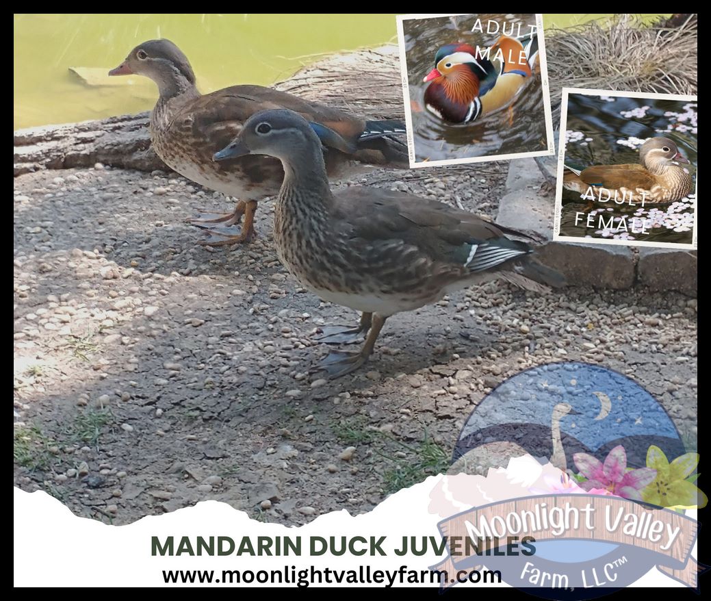 Mandarin Duck - Single Female