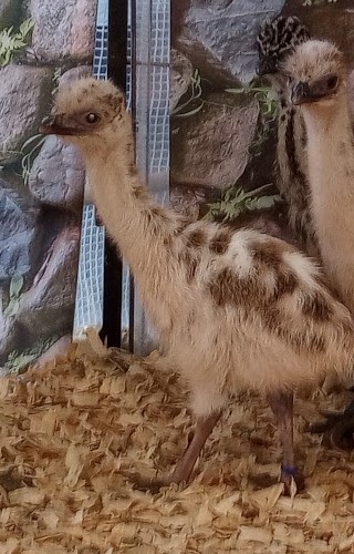 Blonde Female Emu Chick - N-17-Dkblue020