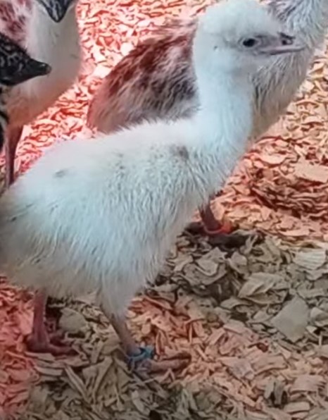 White Female Emu Chick - N-18-Ltblue039