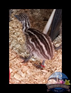 Standard Female Emu Chick - P-10-Red0033