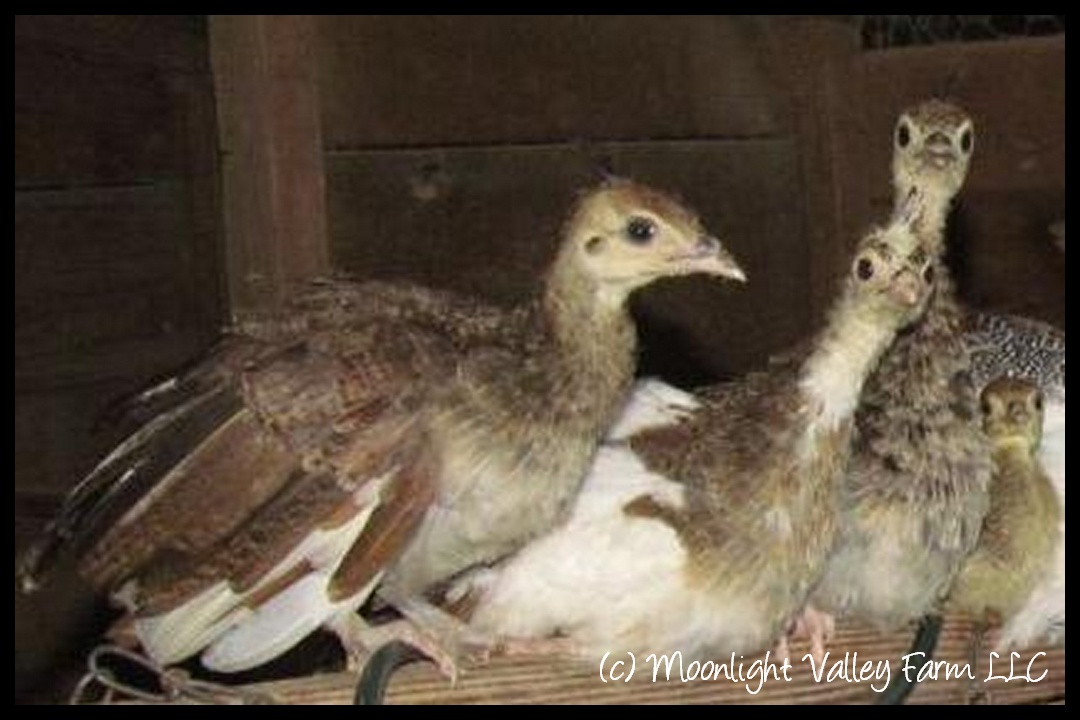 Peachicks ***Pickup at the Farm ONLY