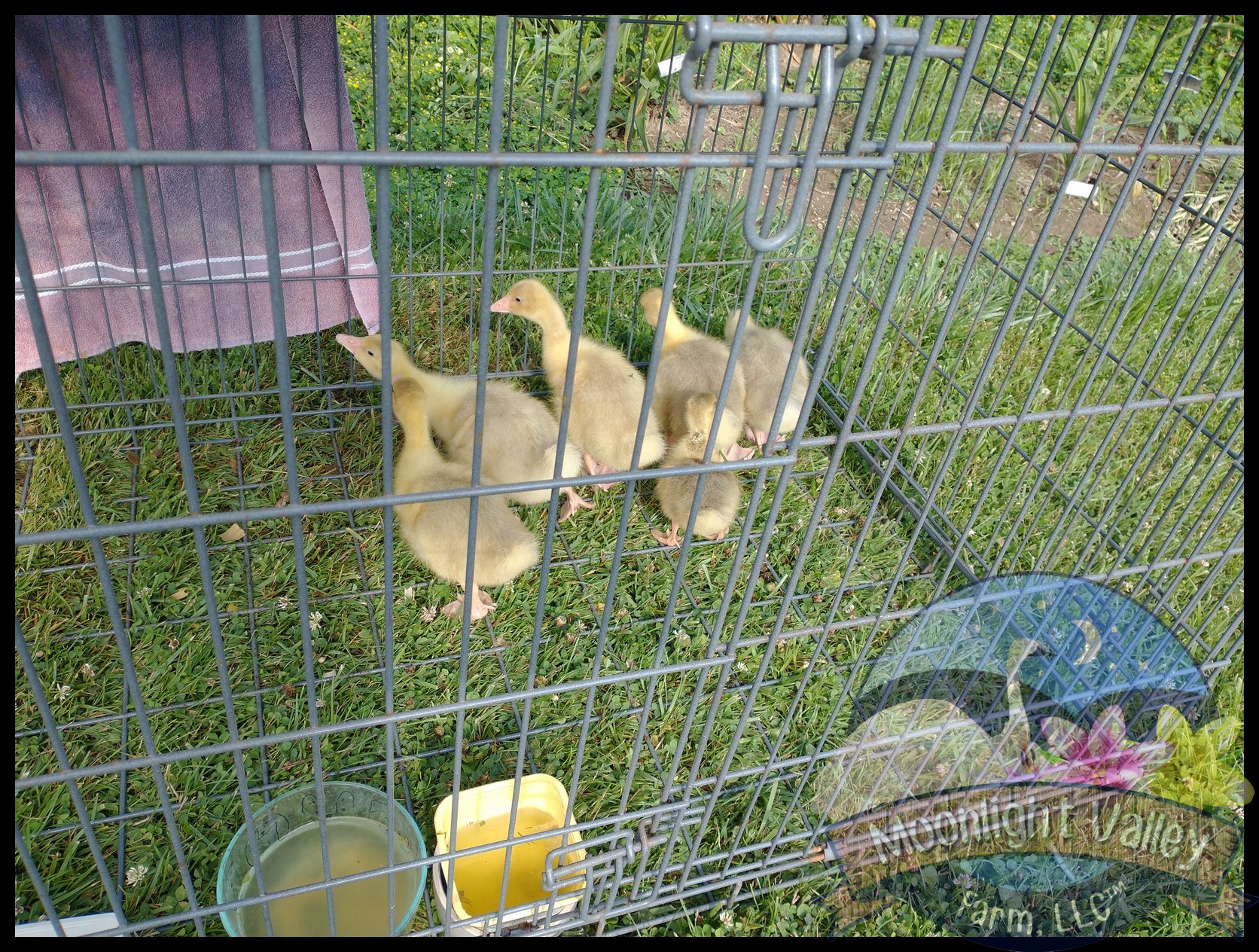 S e b a s t opol Gosling -STRAIGHT RUN**Pickup at the farm ONLY