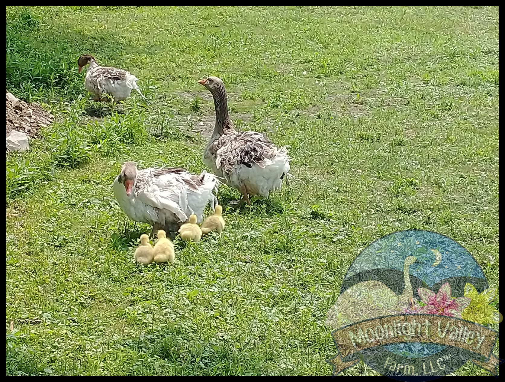 S e b a s t opol Gosling -STRAIGHT RUN**Pickup at the farm ONLY - Click Image to Close