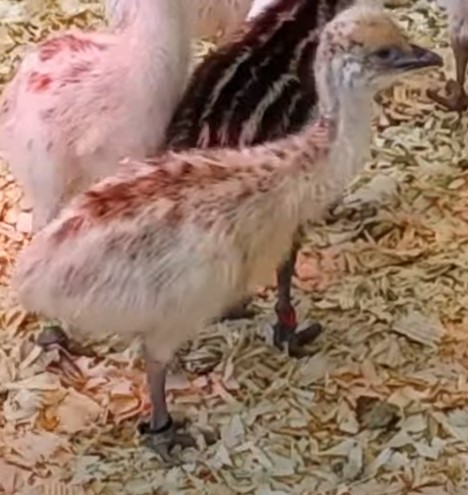 Blonde Male Emu Chick - T-14-Black005