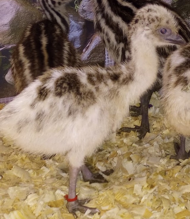 Blonde Male Emu Chick - T-9-Red001