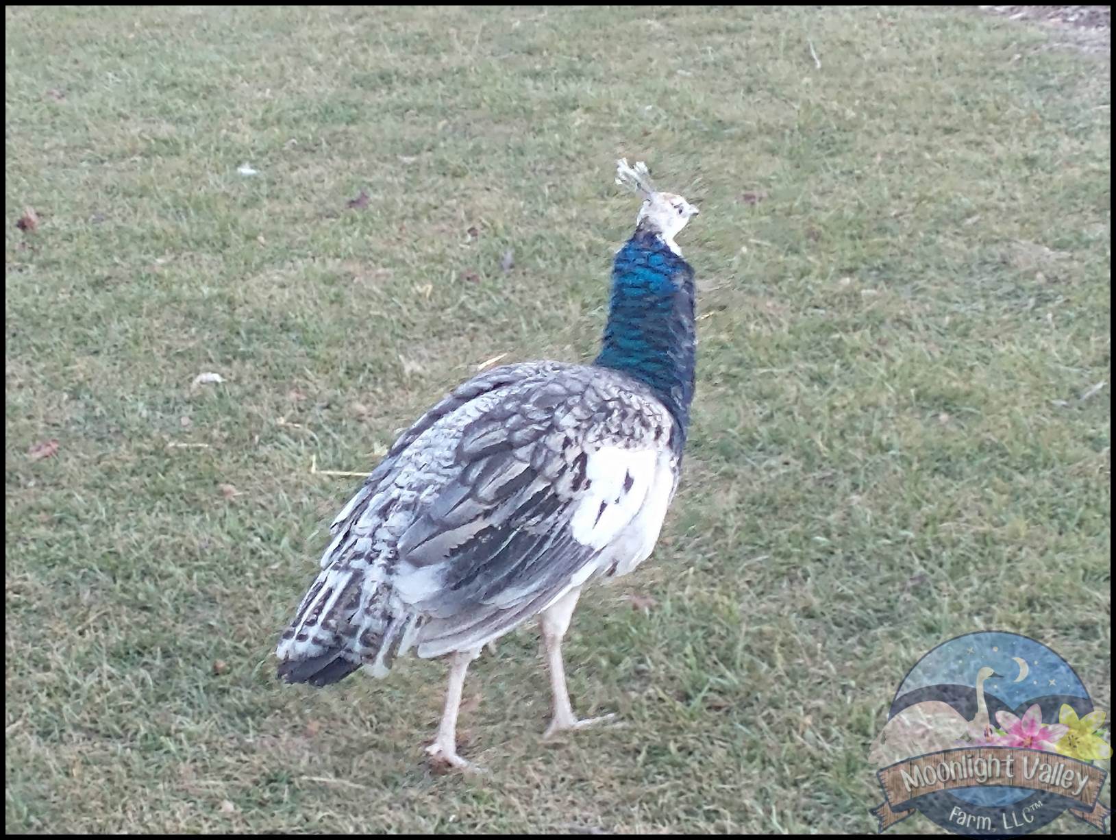 Peafowl (Yearlings) - Click Image to Close