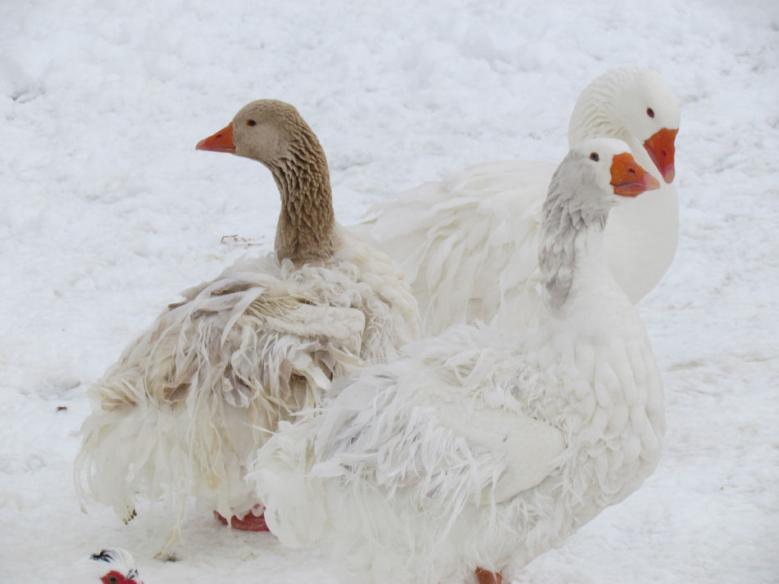 Sebastopol Geese in Snow
