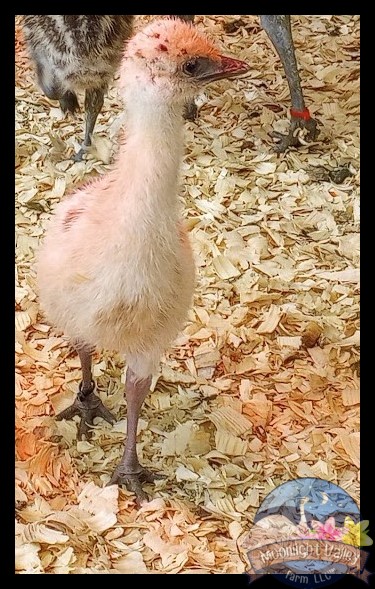Blonde Male Emu Chick - B-15-Black022
