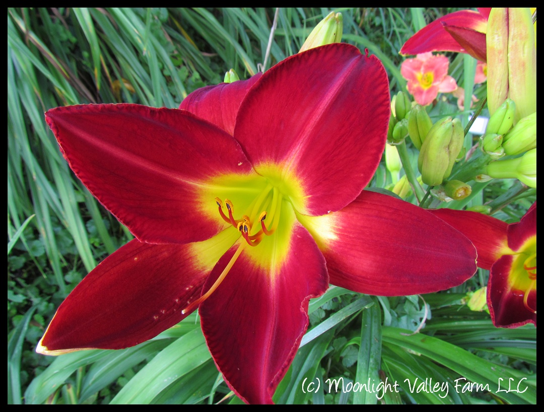 (image for) Cherokee Star