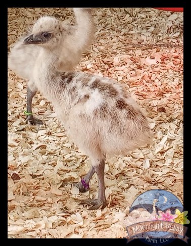 Blonde Male Emu Chick - D-19-Purple000003