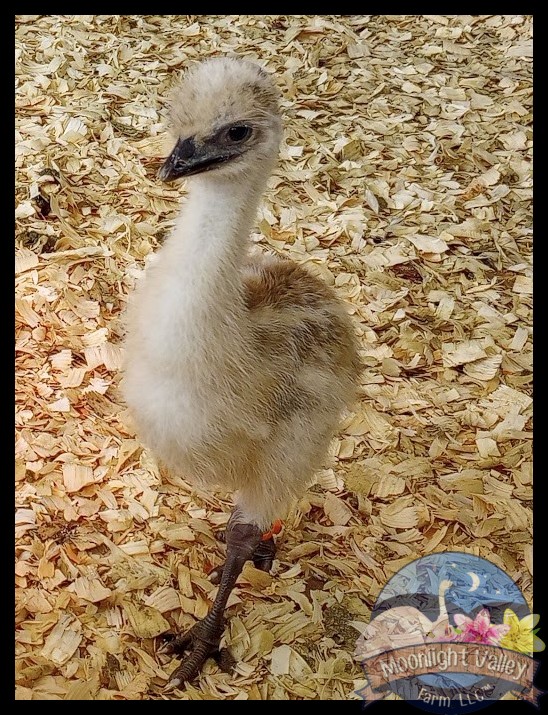 Blonde Female Emu Chick - D-20-Orange077