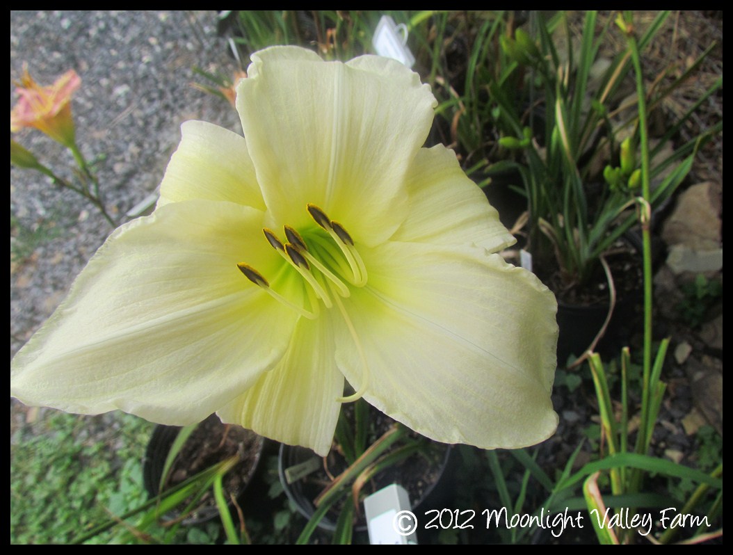(image for) Dad's Best White