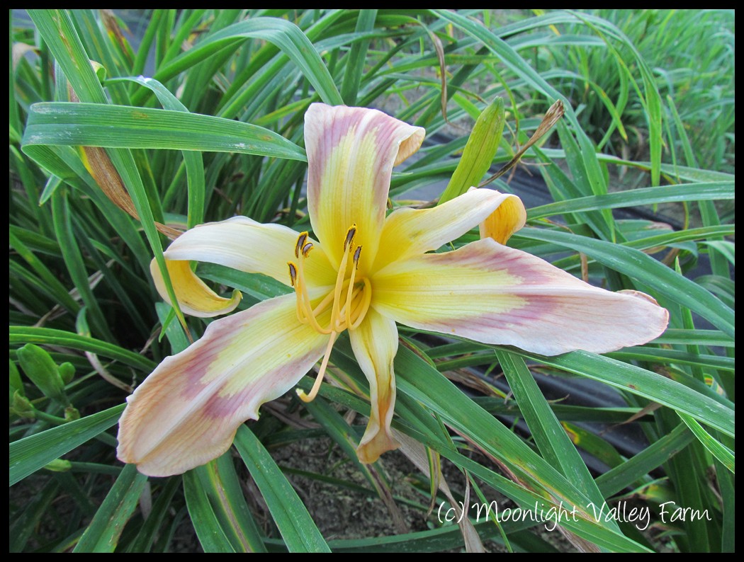 (image for) Discarded Beauty