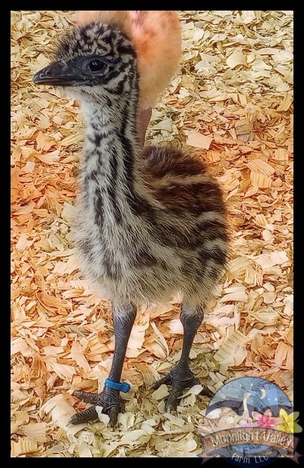Standard Female Emu Chick - G-12-Blue0099