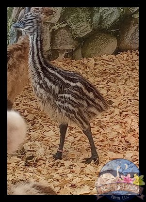 Standard Female Emu Chick - G-13-Mauve006