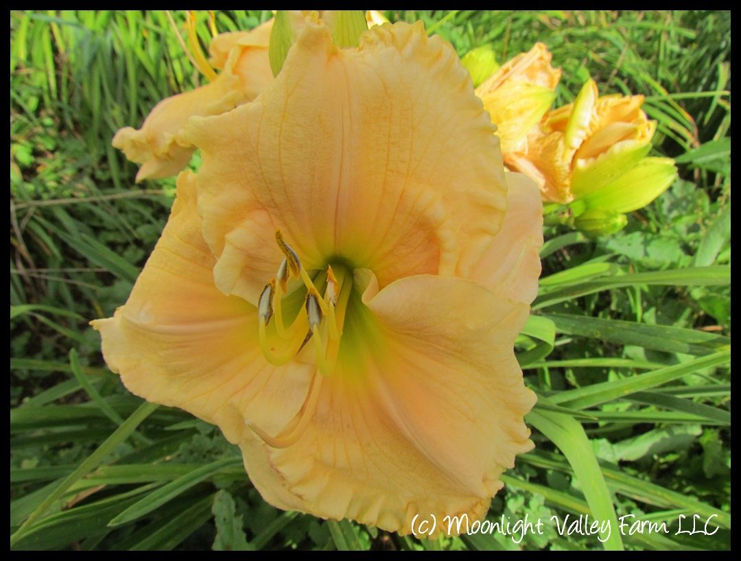 (image for) God's Handiwork