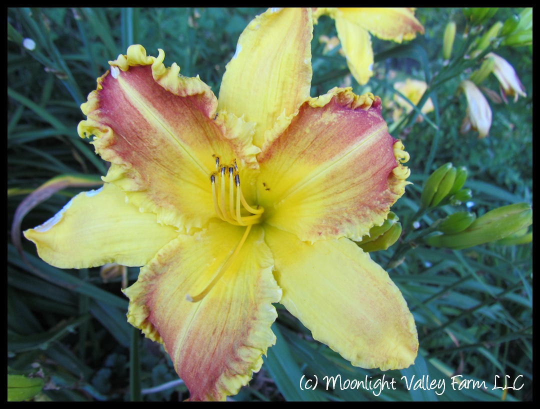 (image for) Heavenly Beginnings