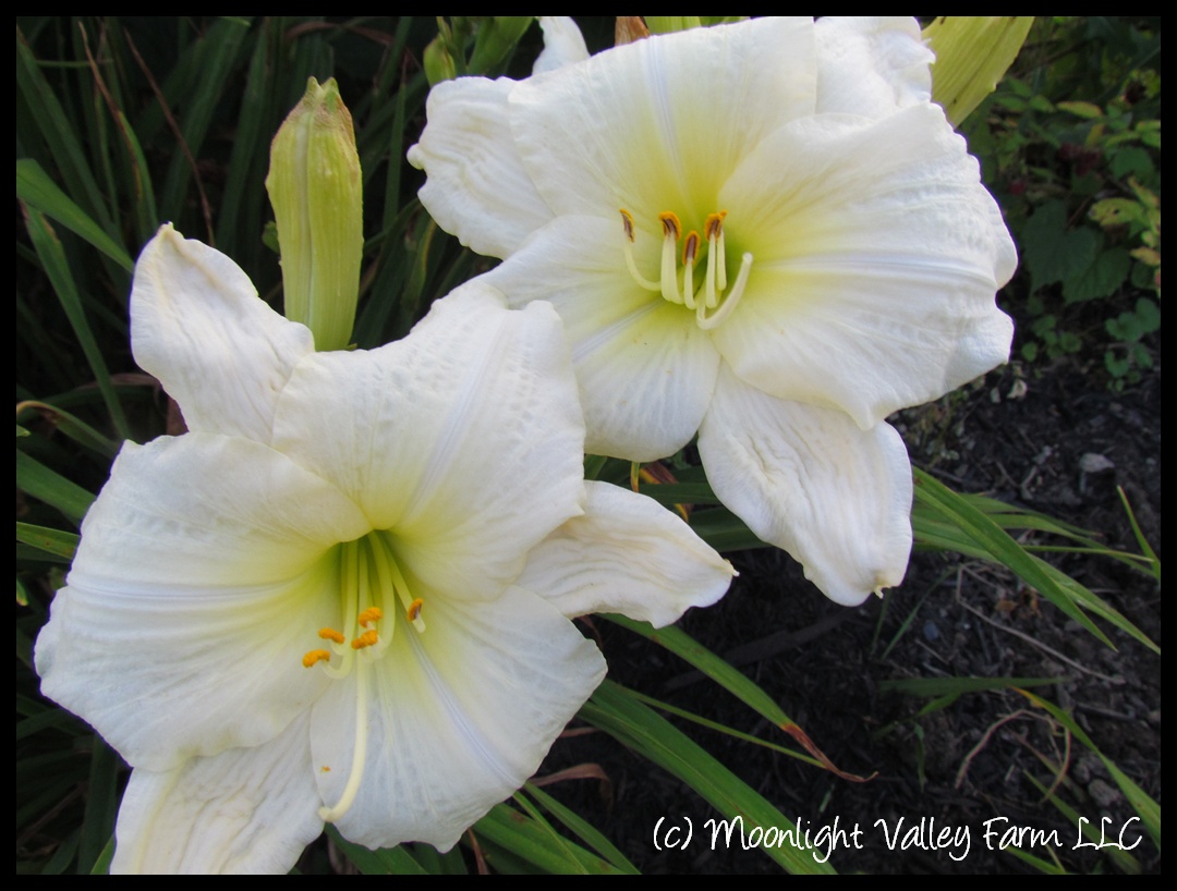 (image for) White