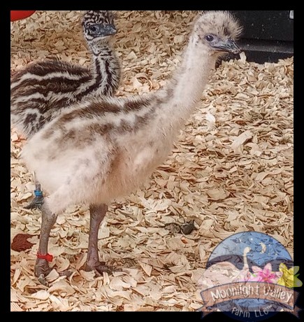 Blonde Male Emu Chick - L-18-Red0025
