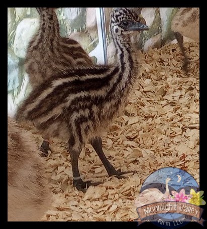 Standard Female Emu Chick - L-19-White00114