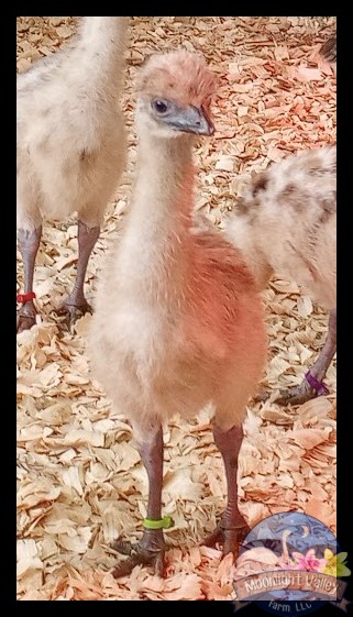 Blonde Male Emu Chick - L-20-Lime000052