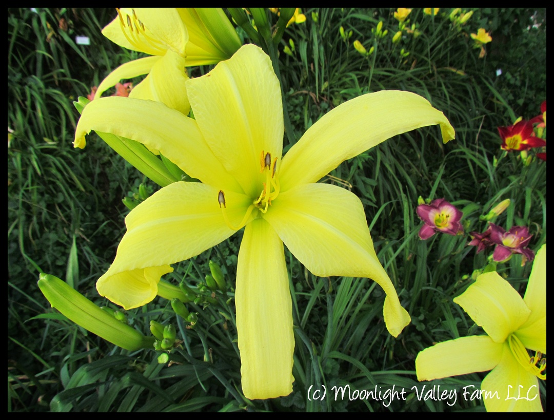 (image for) Lemon Madeline