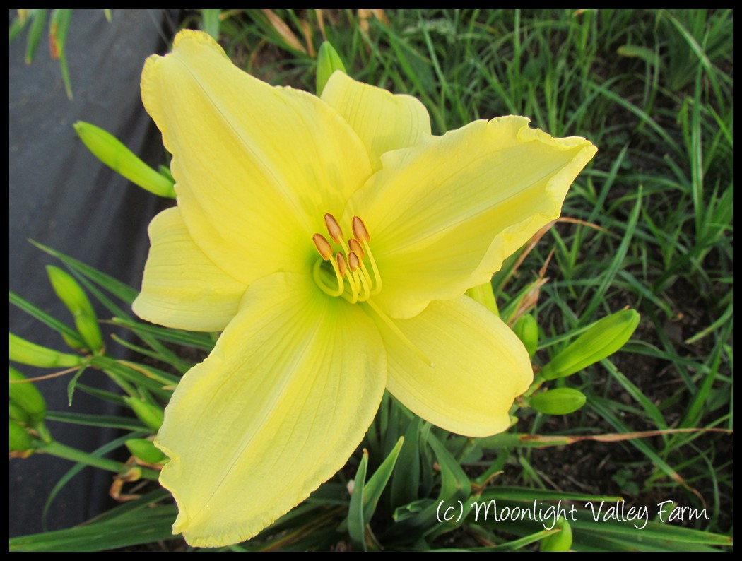 (image for) Lemon Vista