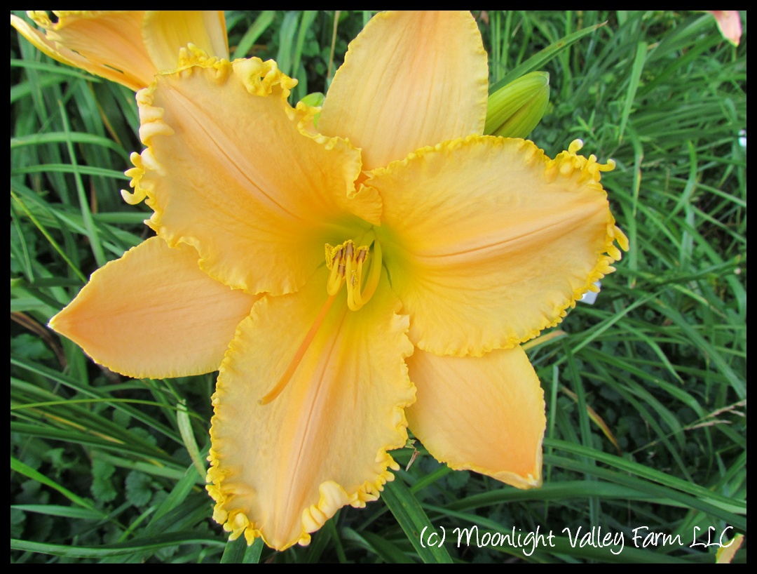 (image for) Peach