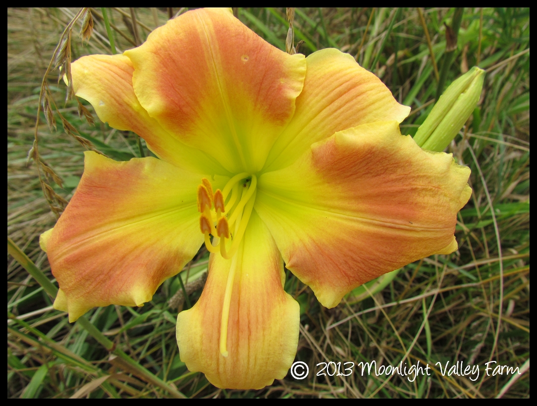 (image for) Mango Tango