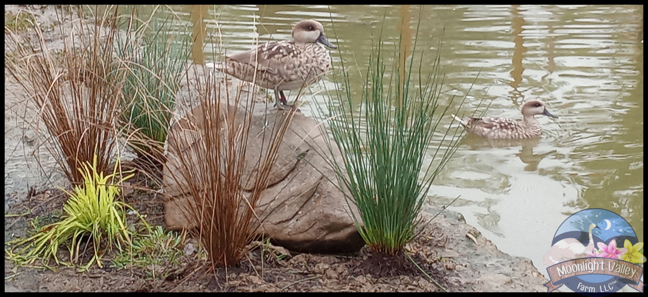 (image for) Marbled Teal - Male & Female Pair