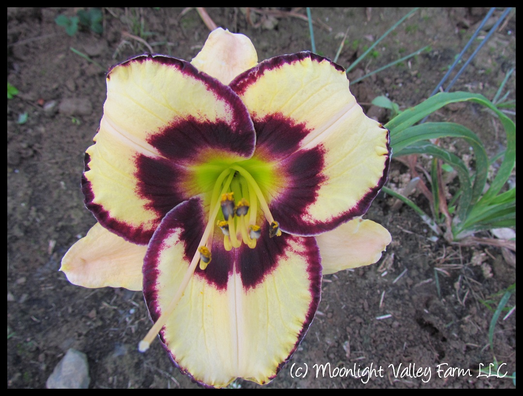 (image for) Meant To Be